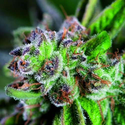 Close-up of a resinous cannabis bud rich in THC trichomes